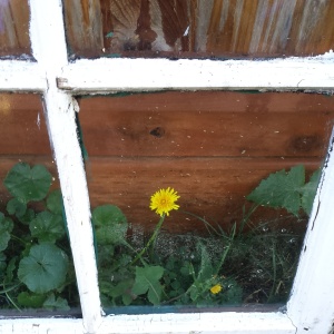 This dandelion and old window.